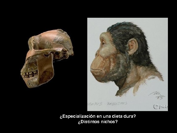 ¿Especialización en una dieta dura? ¿Distintos nichos? 