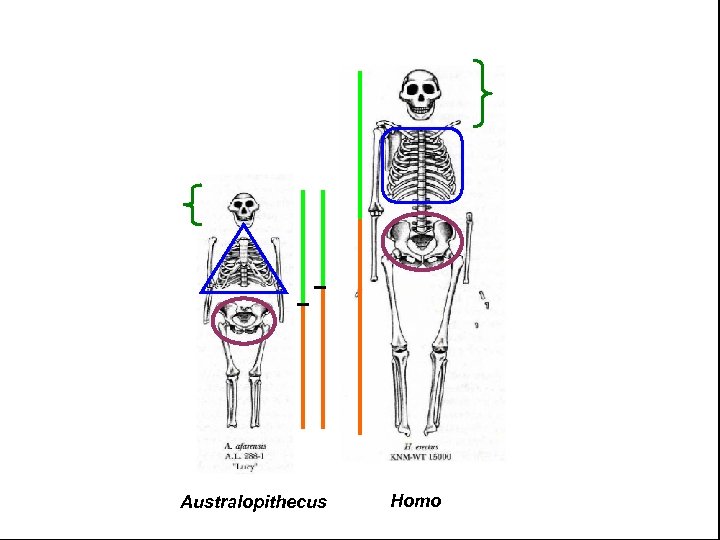 Australopithecus Homo 