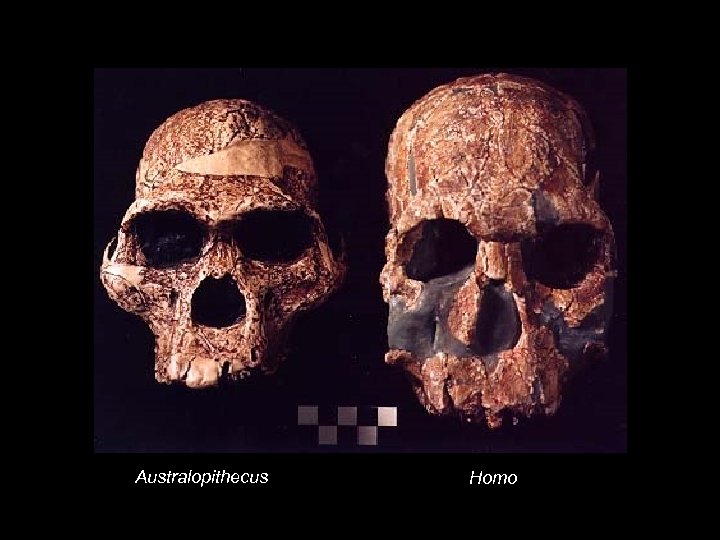 Australopithecus Homo 