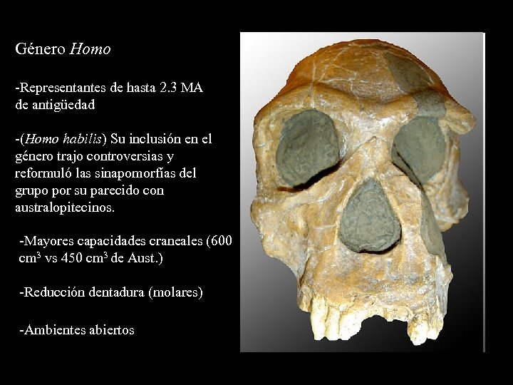 Género Homo -Representantes de hasta 2. 3 MA de antigüedad -(Homo habilis) Su inclusión