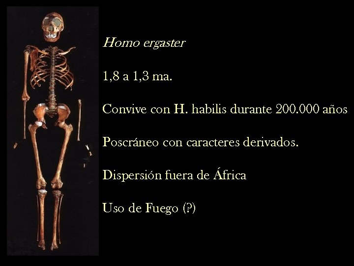 Homo ergaster 1, 8 a 1, 3 ma. Convive con H. habilis durante 200.