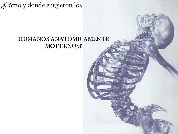 ¿Cómo y dónde surgieron los HUMANOS ANATÓMICAMENTE MODERNOS? 