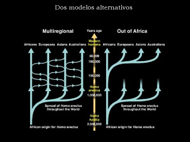 Dos modelos alternativos 