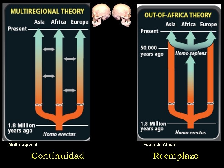 Multirregional Continuidad Fuera de África Reemplazo 