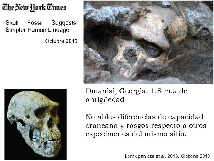 Skull Fossil Suggests Simpler Human Lineage Octubre 2013 Dmanisi, Georgia. 1. 8 m. a