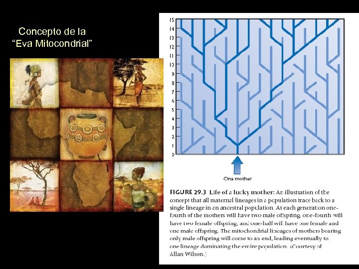 Concepto de la “Eva Mitocondrial” 