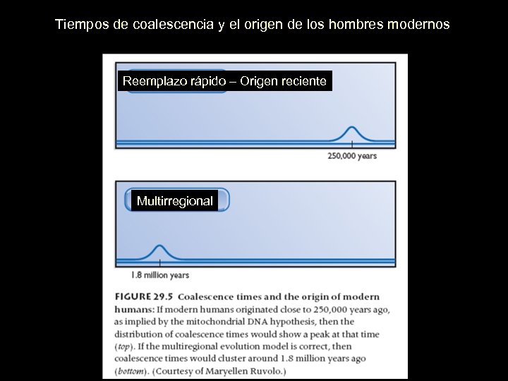 Tiempos de coalescencia y el origen de los hombres modernos Reemplazo rápido – Origen