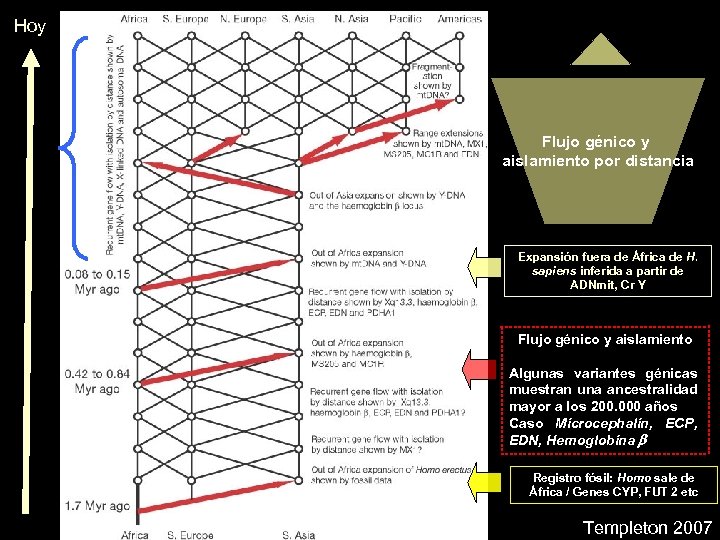 Hoy Flujo génico y aislamiento por distancia Expansión fuera de África de H. sapiens