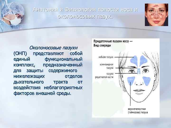 Анатомия и Физиология полости носа и околоносовых пазух. Околоносовые пазухи (ОНП) представляют собой единый