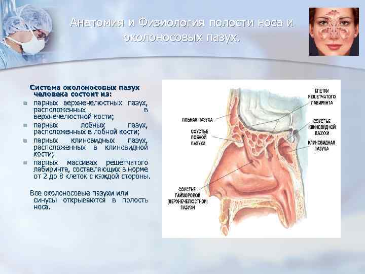 Анатомия и Физиология полости носа и околоносовых пазух. n n Система околоносовых пазух человека