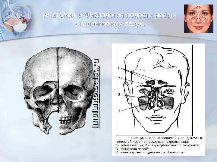 Анатомия и Физиология полости носа и околоносовых пазух. 