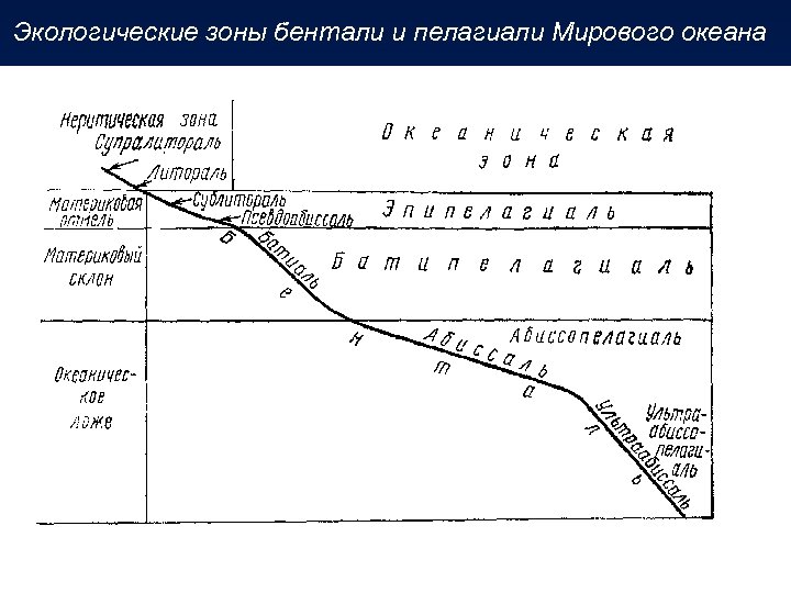 Экологические зоны бентали и пелагиали Мирового океана 