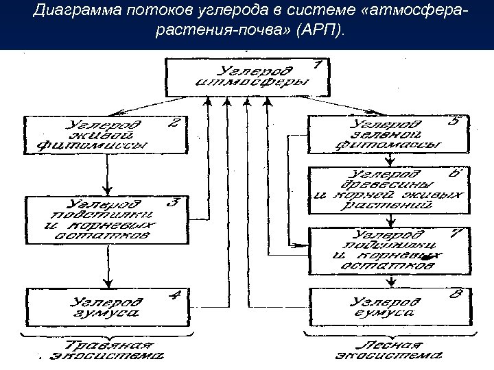 Диаграмма потоков углерода в системе «атмосферарастения-почва» (АРП). 