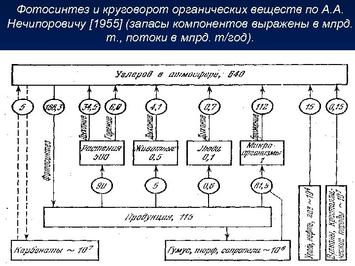 Фотосинтез и круговорот органических веществ по А. А. Нечипоровичу [1955] (запасы компонентов выражены в