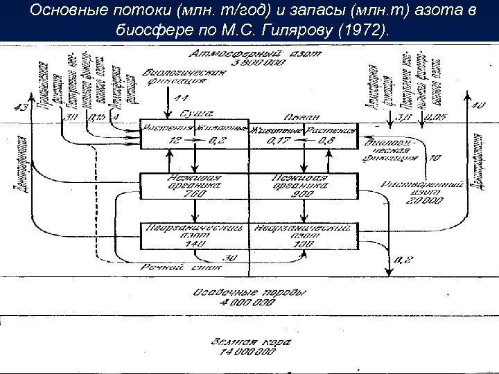 Основные потоки (млн. т/год) и запасы (млн. т) азота в биосфере по М. С.