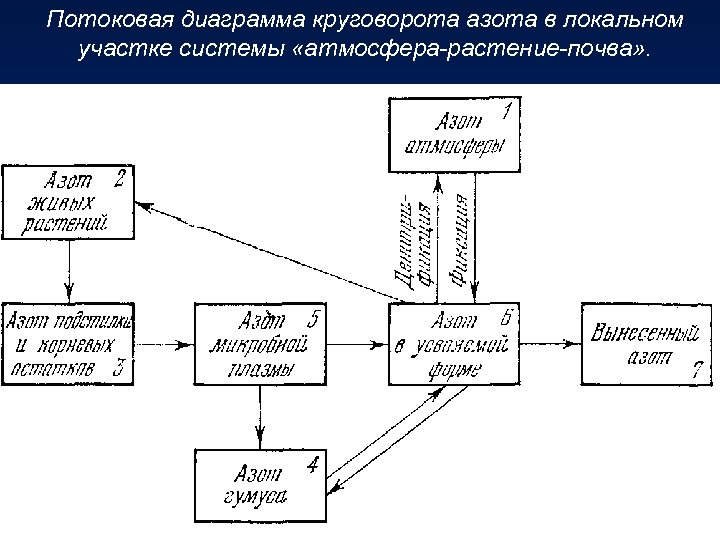 Потоковая диаграмма круговорота азота в локальном участке системы «атмосфера-растение-почва» . 