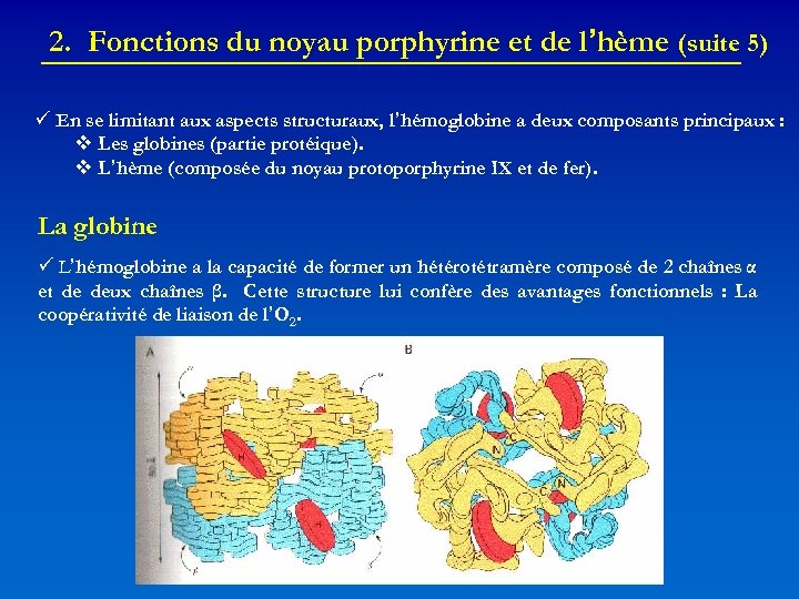 2. Fonctions du noyau porphyrine et de l’hème (suite 5) En se limitant aux