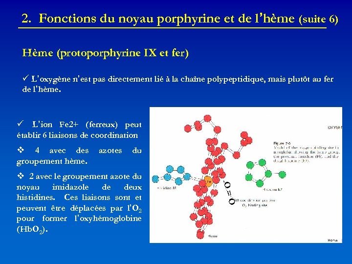 2. Fonctions du noyau porphyrine et de l’hème (suite 6) Hème (protoporphyrine IX et