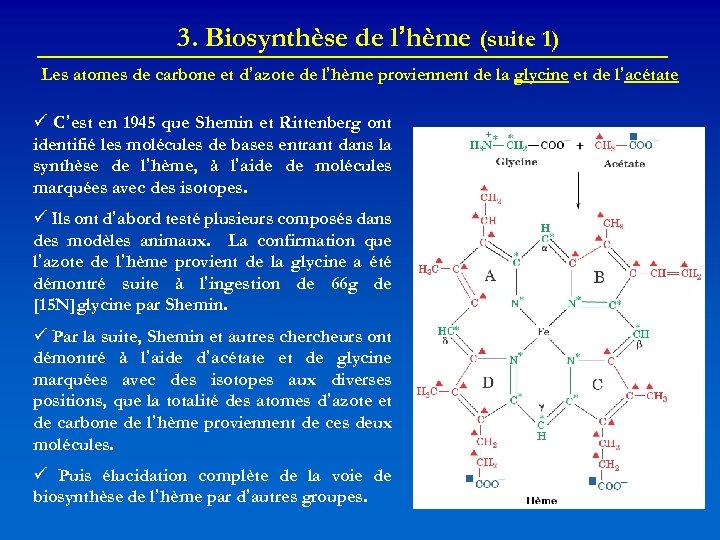 3. Biosynthèse de l’hème (suite 1) Les atomes de carbone et d’azote de l’hème