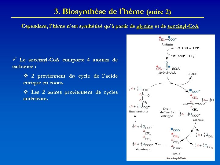 3. Biosynthèse de l’hème (suite 2) Cependant, l’hème n’est synthétisé qu’à partir de glycine