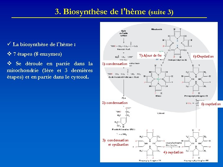 3. Biosynthèse de l’hème (suite 3) La biosynthèse de l’hème : v 7 étapes