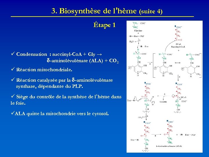 3. Biosynthèse de l’hème (suite 4) Étape 1 Condensation : succinyl-Co. A + Gly
