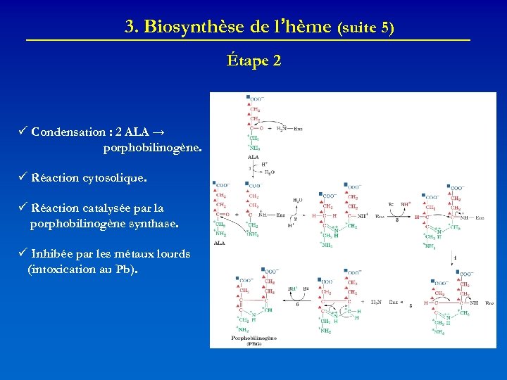 3. Biosynthèse de l’hème (suite 5) Étape 2 Condensation : 2 ALA → porphobilinogène.