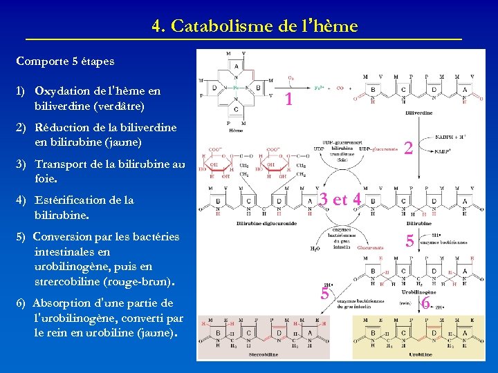 4. Catabolisme de l’hème Comporte 5 étapes 1) Oxydation de l’hème en biliverdine (verdâtre)