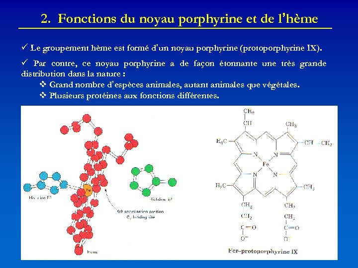 2. Fonctions du noyau porphyrine et de l’hème Le groupement hème est formé d’un
