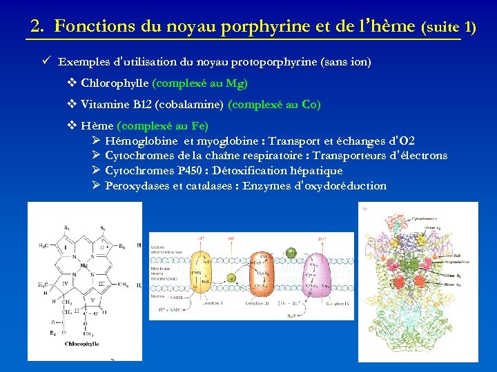 2. Fonctions du noyau porphyrine et de l’hème (suite 1) Exemples d’utilisation du noyau