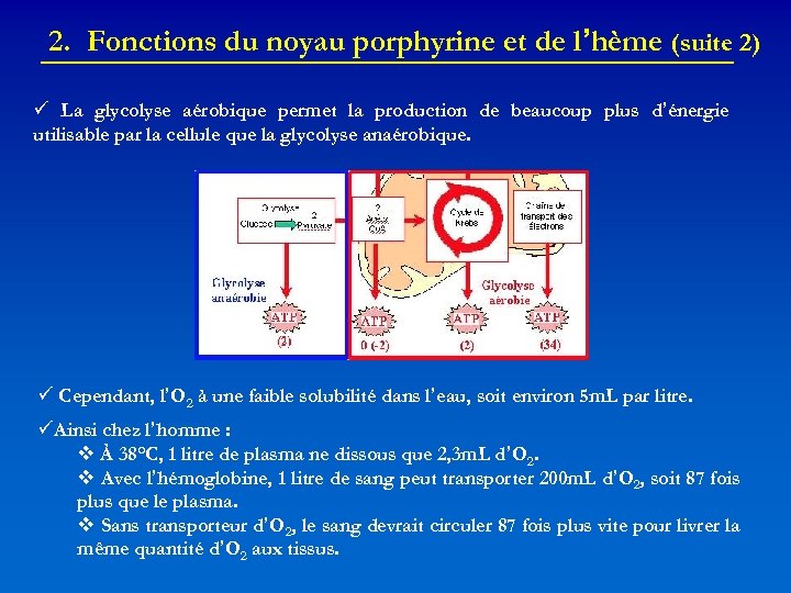 2. Fonctions du noyau porphyrine et de l’hème (suite 2) La glycolyse aérobique permet