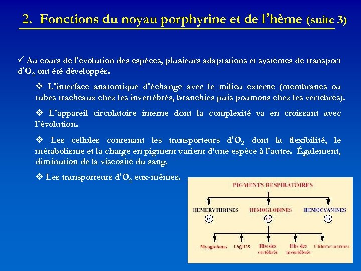 2. Fonctions du noyau porphyrine et de l’hème (suite 3) Au cours de l’évolution