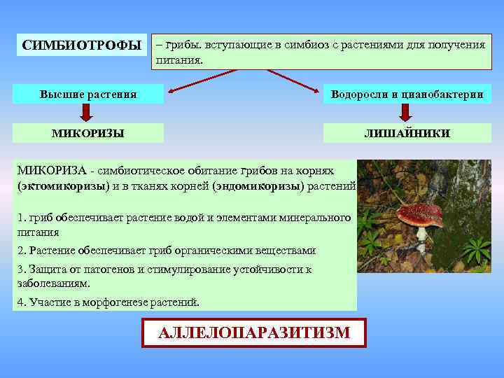 СИМБИОТРОФЫ – грибы. вступающие в симбиоз с растениями для получения питания. Высшие растения Водоросли