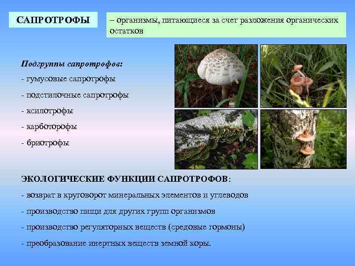 САПРОТРОФЫ – организмы, питающиеся за счет разложения органических остатков Подгруппы сапротрофов: - гумусовые сапротрофы