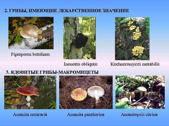 2. ГРИБЫ, ИМЕЮЩИЕ ЛЕКАРСТВЕННОЕ ЗНАЧЕНИЕ Piptoporus betulinus Inonotus obliquus Kuehneromyces mutabilis 3. ЯДОВИТЫЕ ГРИБЫ-МАКРОМИЦЕТЫ