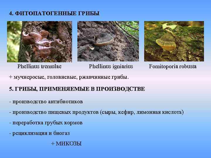 4. ФИТОПАТОГЕННЫЕ ГРИБЫ Phellinus tremulae Phellinus igniarius Fomitoporia robusta + мучнеросые, головневые, ржавчинные грибы.