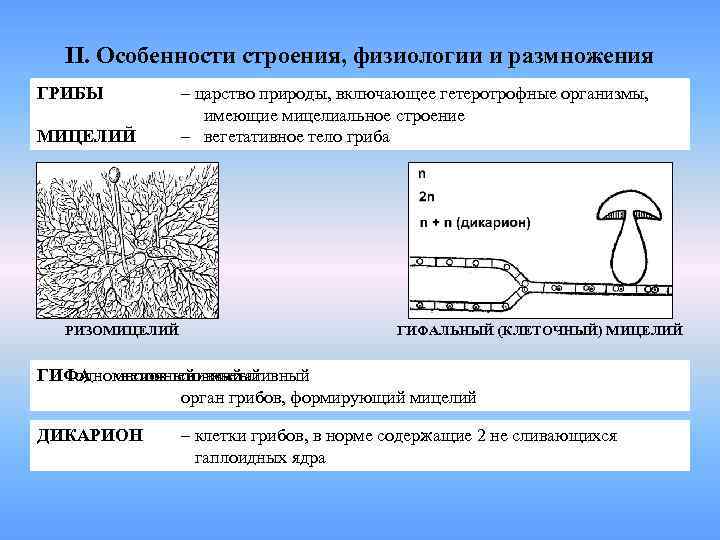 II. Особенности строения, физиологии и размножения ГРИБЫ МИЦЕЛИЙ РИЗОМИЦЕЛИЙ – царство природы, включающее гетеротрофные