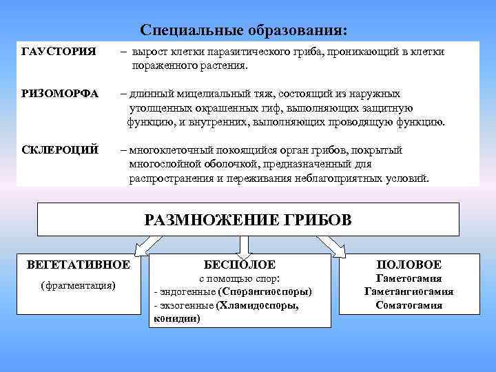 Специальные образования: ГАУСТОРИЯ – вырост клетки паразитического гриба, проникающий в клетки пораженного растения. РИЗОМОРФА