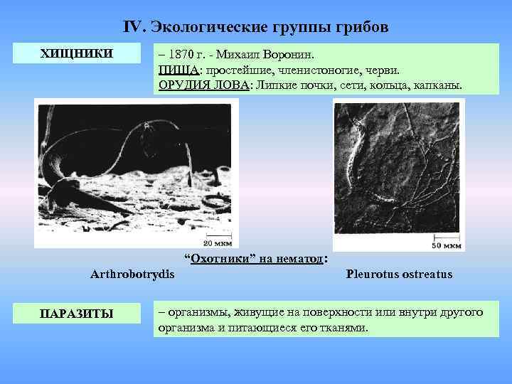 IV. Экологические группы грибов ХИЩНИКИ – 1870 г. - Михаил Воронин. ПИЩА: простейшие, членистоногие,