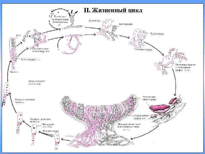 II. Жизненный цикл 