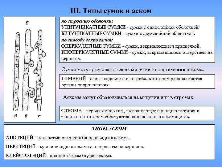 Аск типа. Типы Аском. Унитуникатные сумки. Типы сумок аскомицетов. Тип питания аскомицетов.