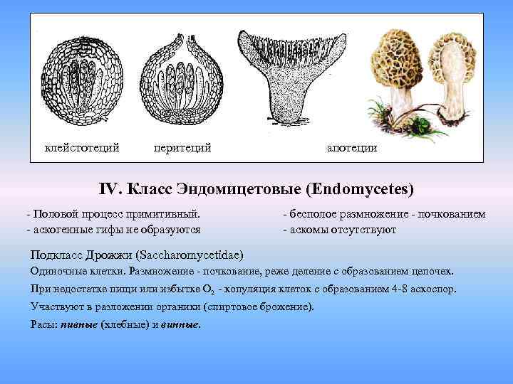 клейстотеций перитеций апотеции IV. Класс Эндомицетовые (Endomycetes) - Половой процесс примитивный. - аскогенные гифы