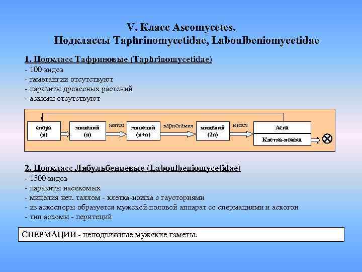 V. Класс Ascomycetes. Подклассы Taphrinomycetidae, Laboulbeniomycetidae 1. Подкласс Тафриновые (Taphrinomycetidae) - 100 видов -