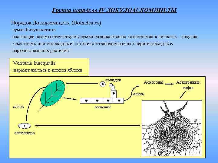 Группа порядков IV ЛОКУЛОАСКОМИЦЕТЫ Порядок Дотидеомицеты (Dothideales) - сумки битуникатные - настоящие аскомы отсутствуют;