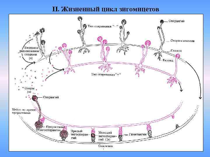 Каким номером на рисунке обозначена стадия жизненного цикла которая появляется при прорастании споры