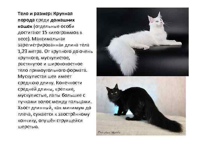 Тело и размер: Крупная порода среди домашних кошек (отдельные особи достигают 15 килограммов в