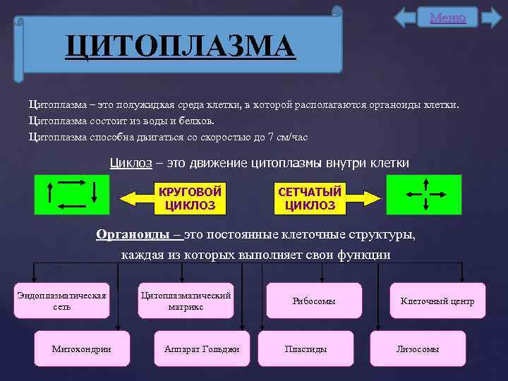 Меню ЦИТОПЛАЗМА Цитоплазма – это полужидкая среда клетки, в которой располагаются органоиды клетки. Цитоплазма
