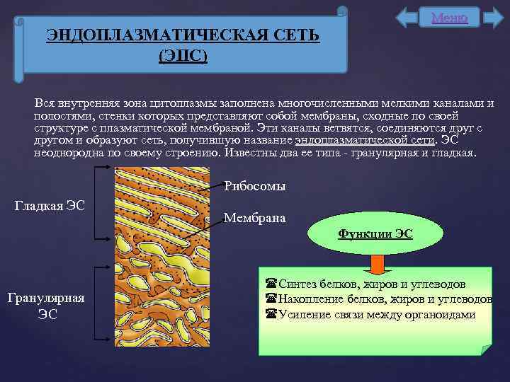 Меню ЭНДОПЛАЗМАТИЧЕСКАЯ СЕТЬ (ЭПС) Вся внутренняя зона цитоплазмы заполнена многочисленными мелкими каналами и полостями,
