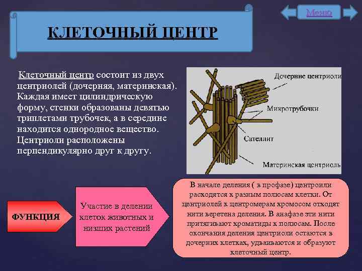 Удвоение центриолей происходит в период. Клеточный центр состоит. Клеточный центр состоит из двух центриолей. Центриоли клеточного центра. Материнская и дочерняя центриоли.