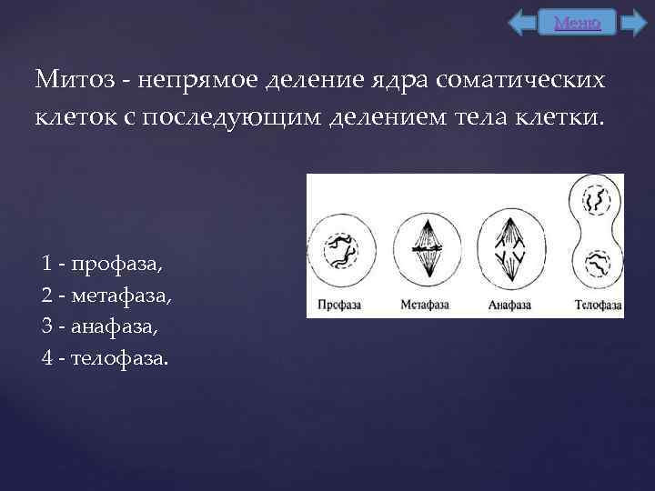 Чем митоз отличается от митоза. Митоз Непрямое деление. Митоз прямое деление клеток. Непрямое деление клетки. Митоз деление соматических клеток.